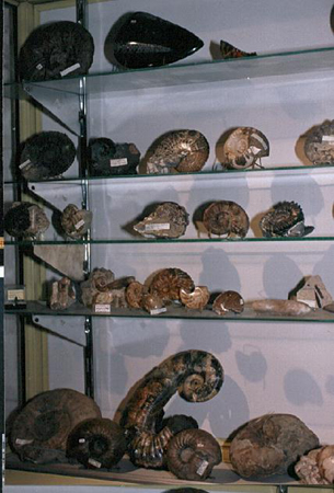 Vitrina exposici&oacute;n